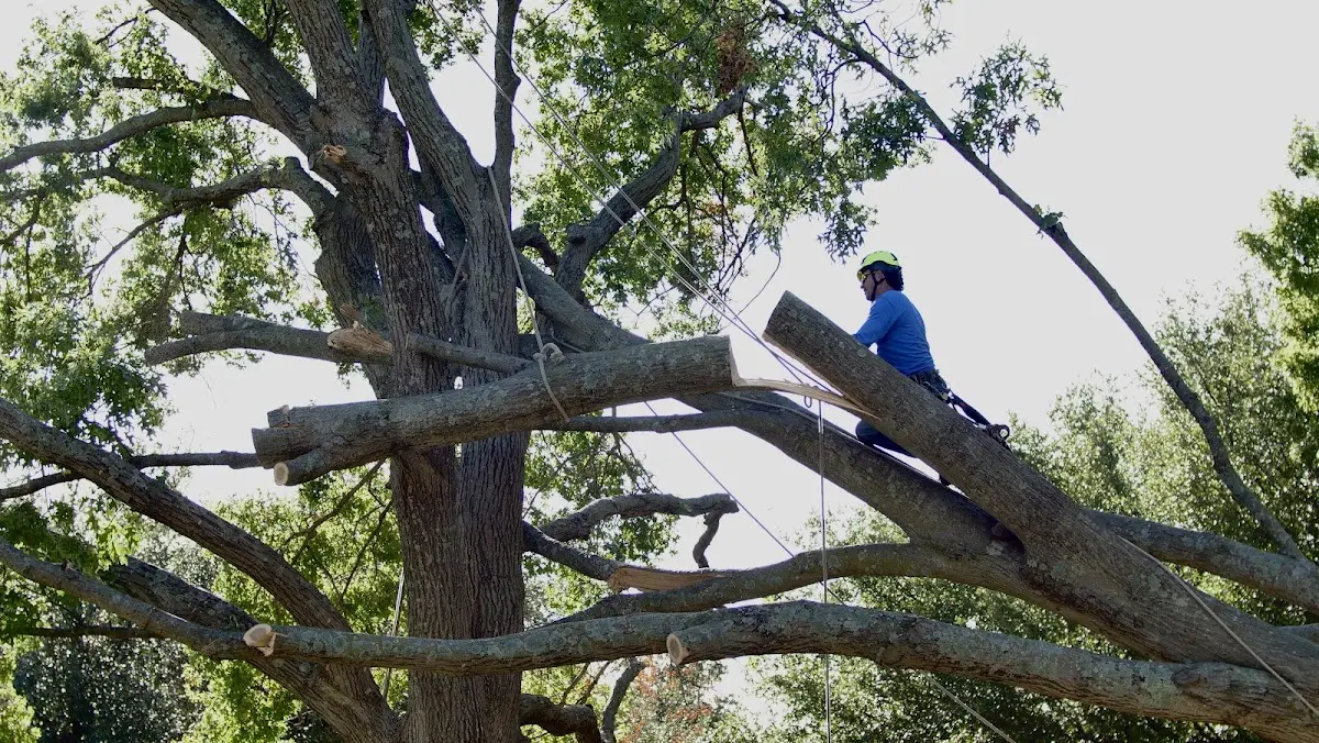 Professional Hazardous Tree Removal performed by certified arborists in Reesville